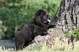 CHOW CHOW 372
